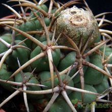 Una foto de Coryphantha elephantidens