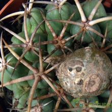 Una foto de Coryphantha elephantidens