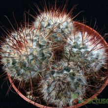 Una foto de Mammillaria bombycina