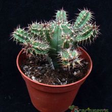 Una foto de Euphorbia officinarum