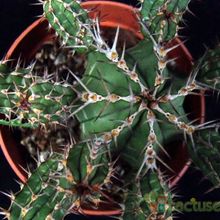 A photo of Euphorbia officinarum
