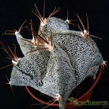 A photo of Astrophytum ornatum
