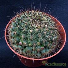 Una foto de Mammillaria cv. ginsa-maru
