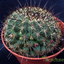 Una foto de Mammillaria cv. ginsa-maru