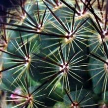 Una foto de Mammillaria cv. ginsa-maru