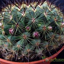 Una foto de Mammillaria cv. ginsa-maru