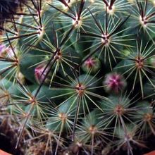 Una foto de Mammillaria cv. ginsa-maru