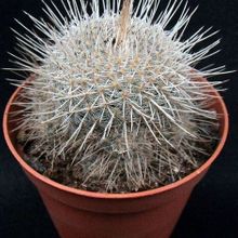 Una foto de Mammillaria geminispina