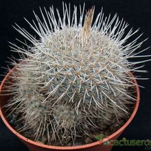 Una foto de Mammillaria geminispina