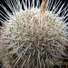 Una foto de Mammillaria geminispina