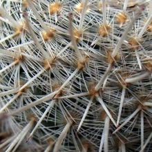 Una foto de Mammillaria geminispina