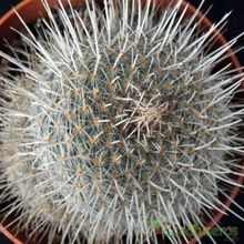 Una foto de Mammillaria geminispina