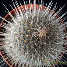 Una foto de Mammillaria geminispina