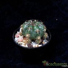 Una foto de Oroya peruviana