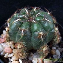 Una foto de Oroya peruviana