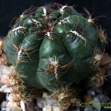 Una foto de Oroya peruviana