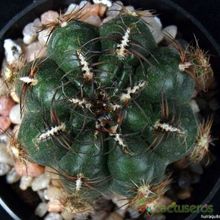 Una foto de Oroya peruviana
