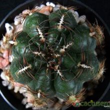 Una foto de Oroya peruviana