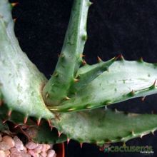 A photo of Aloe excelsa