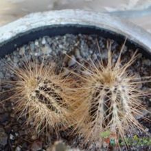 A photo of Echinocereus rayonesensis