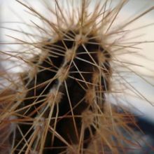 A photo of Echinocereus rayonesensis