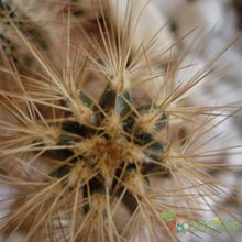 A photo of Echinocereus rayonesensis