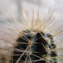 A photo of Echinocereus rayonesensis