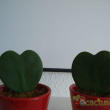 Una foto de Hoya kerrii