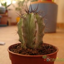 A photo of Stenocereus griseus