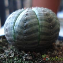 Una foto de Euphorbia obesa