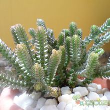 Una foto de Crassula muscosa