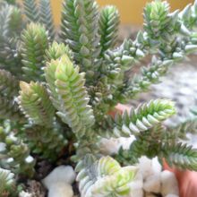 Una foto de Crassula muscosa