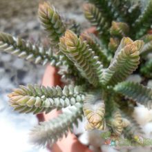 Una foto de Crassula muscosa