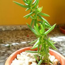A photo of Crassula tetragona