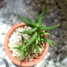 A photo of Crassula tetragona
