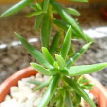 A photo of Crassula tetragona