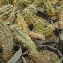 A photo of Echinocereus triglochidiatus subsp. triglochidiatus