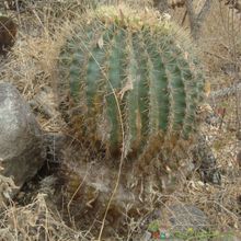 Una foto de Ferocactus alamosanus