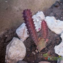 A photo of Euphorbia trigona var. rubra