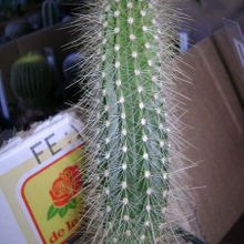 Una foto de Cleistocactus smaragdiflorus
