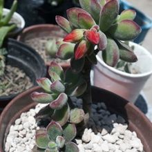 A photo of Echeveria pulvinata