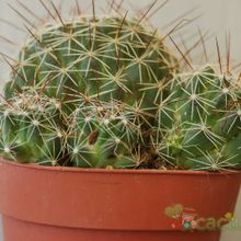 Una foto de Mammillaria decipiens ssp. decipiens