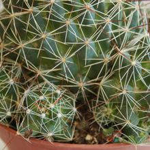 Una foto de Mammillaria decipiens ssp. decipiens