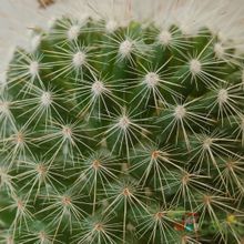 A photo of Mammillaria spinosissima ssp. tepoxtlana