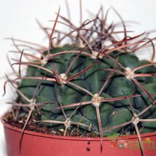 A photo of Gymnocalycium schickendantzii