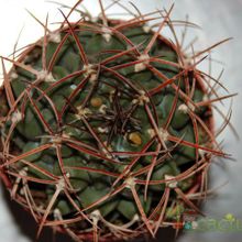 A photo of Gymnocalycium schickendantzii