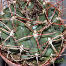A photo of Gymnocalycium schickendantzii