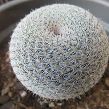 A photo of Mammillaria perbella