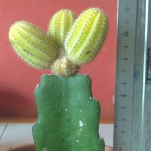 A photo of Echinopsis chamaecereus (injertado)