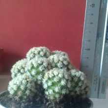A photo of Mammillaria gracilis cv. Arizona Snowcap